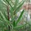  Mathieu MENAND - Salix eleagnos subsp. angustifolia (Cariot & St.-Lag.) Rech.f. [1957]