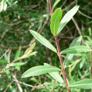 Photographie n°24814 du taxon Salix purpurea L. [1753]