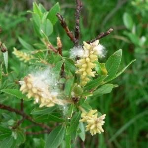 Salix nubicola Gand. (Saule fétide)