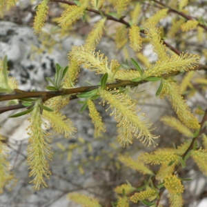 Salix angustifolia Poir. ex Duhamel (Saule à feuilles étroites)