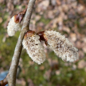 Photographie n°24825 du taxon Populus tremula L. [1753]