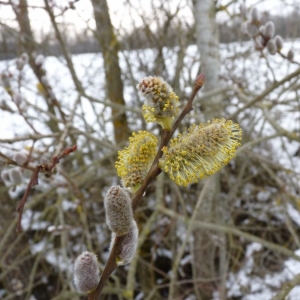 Photographie n°24827 du taxon Salix atrocinerea Brot. [1804]