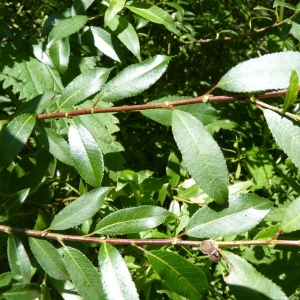 Photographie n°24832 du taxon Salix triandra L. [1753]