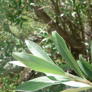 Photographie n°24836 du taxon Salix alba L. [1753]