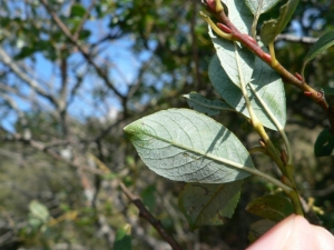 Mathieu MENAND, le 17 septembre 2009 (Bolquère)