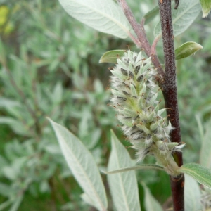 Salix glaucophylla Besser (Saule des Lapons)