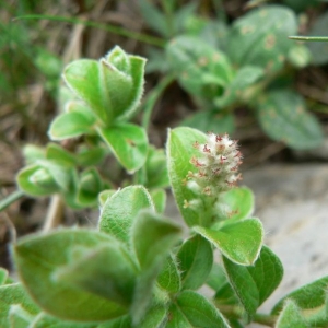 Photographie n°24847 du taxon Salix pyrenaica Gouan [1773]