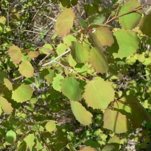 Photographie n°24848 du taxon Populus tremula L. [1753]