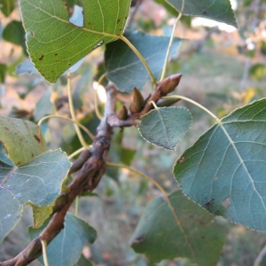 Photographie n°24849 du taxon Populus nigra L. [1753]