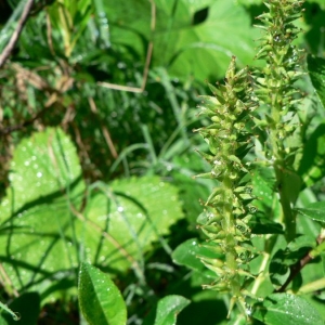  - Salix hastata L. [1753]