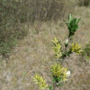 Photographie n°24854 du taxon Salix arenaria L. [1753]