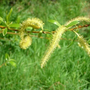 Salix androgyne Hoppe ex Willd. (Osier brun)