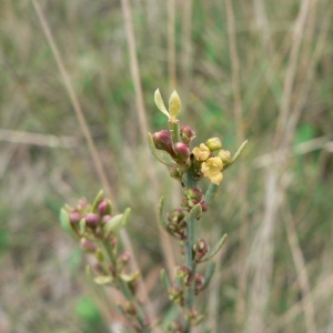 Photographie n°24864 du taxon Osyris alba L. [1753]