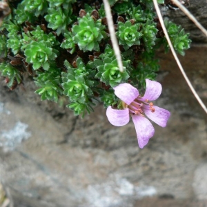 Photographie n°24870 du taxon Saxifraga oppositifolia L. [1753]