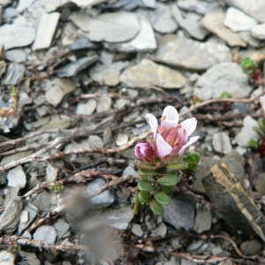 Photographie n°24871 du taxon Saxifraga biflora All. [1773]