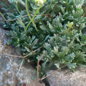  - Saxifraga intricata Lapeyr. [1801]