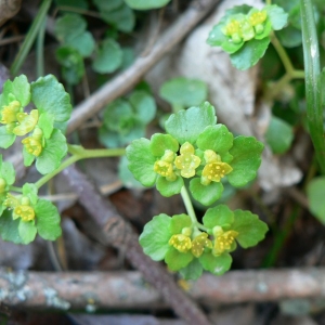 Photographie n°24874 du taxon Chrysosplenium oppositifolium L. [1753]