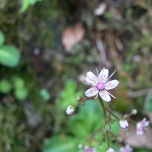 Photographie n°24877 du taxon Saxifraga umbrosa L. [1762]