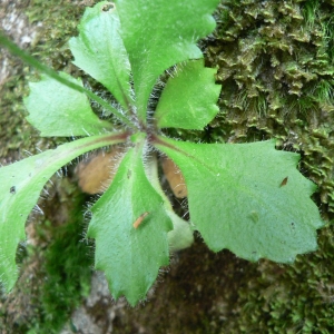  - Saxifraga clusii Gouan [1773]