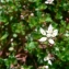  Mathieu MENAND - Saxifraga stellaris subsp. robusta (Engl.) Gremli [1885]