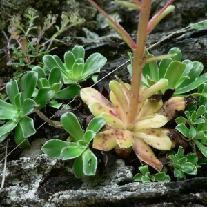 Photographie n°24882 du taxon Saxifraga cotyledon L. [1753]