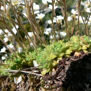 Photographie n°24885 du taxon Saxifraga cebennensis Rouy & E.G.Camus [1901]