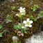  Mathieu MENAND - Saxifraga androsacea L. [1753]