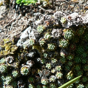 Photographie n°24890 du taxon Saxifraga aretioides Lapeyr. [1801]