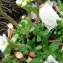  Mathieu MENAND - Saxifraga androsacea L. [1753]