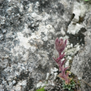 Photographie n°24896 du taxon Saxifraga media Gouan [1773]