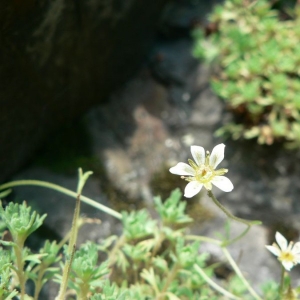 Saxifraga exarata Vill. subsp. exarata (Saxifrage sillonée)