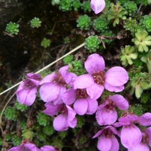 Photographie n°24905 du taxon Saxifraga oppositifolia L. [1753]