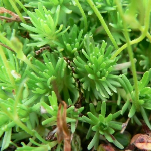 Photographie n°24907 du taxon Saxifraga exarata subsp. moschata (Wulfen) Cavill. [1913]