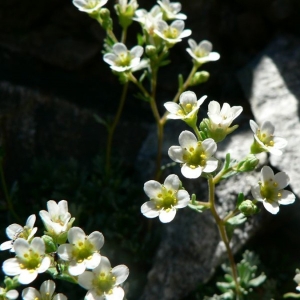 Saxifraga exarata var. intricata (Lapeyr.) Engl. (Saxifrage enchevêtrée)