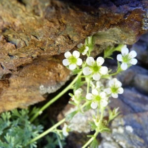 Photographie n°24915 du taxon Saxifraga pubescens subsp. iratiana (F.W.Schultz) Engl. & Irmsch. [1916]