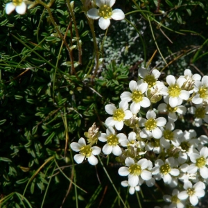 Photographie n°24916 du taxon Saxifraga caesia L. [1753]