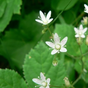 Photographie n°24917 du taxon Saxifraga rotundifolia L. [1753]