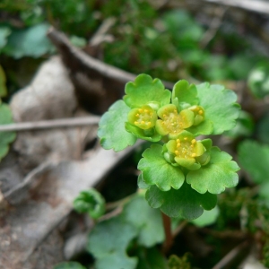 Photographie n°24925 du taxon Chrysosplenium alternifolium L. [1753]