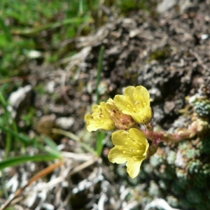 Photographie n°24926 du taxon Saxifraga aretioides Lapeyr. [1801]