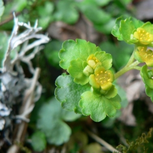 Photographie n°24927 du taxon Chrysosplenium alternifolium L. [1753]