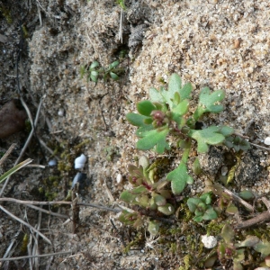 Photographie n°24929 du taxon Saxifraga tridactylites L. [1753]