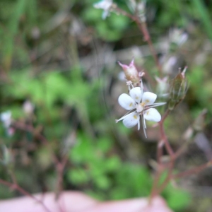 Saxifraga ×geum L. (Saxifrage benoîte)
