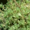  Mathieu MENAND - Saxifraga exarata subsp. exarata