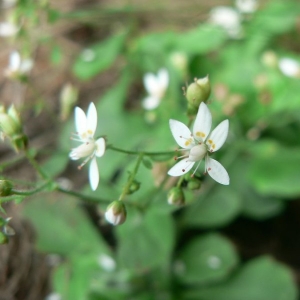 Saxifraga stellaris subsp. clusii (Gouan) Arcang. (Saxifrage de Clusius)