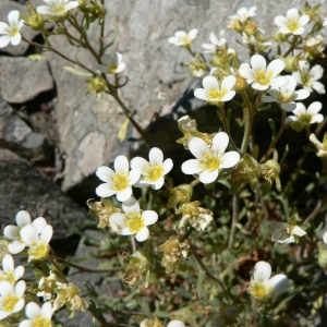  - Saxifraga intricata Lapeyr. [1801]