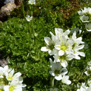 Saxifraga aquatica var. aprica Gren. & Godr. (Saxifrage aquatique)