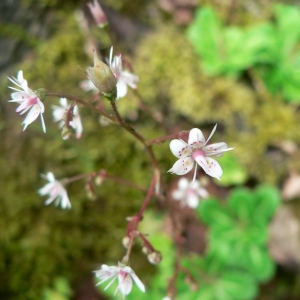 Photographie n°24939 du taxon Saxifraga umbrosa L. [1762]