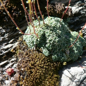 Photographie n°24940 du taxon Saxifraga caesia L. [1753]