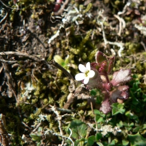 Photographie n°24945 du taxon Saxifraga tridactylites L. [1753]