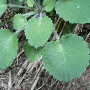 Photographie n°24948 du taxon Saxifraga hirsuta L. [1759]